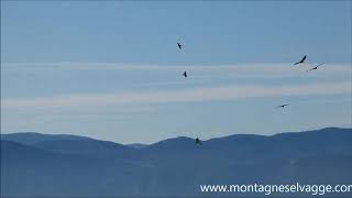 Grifoni alle pendici del Monte Velino