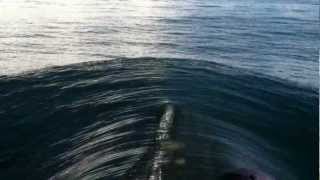 Dolphins swimming at Bow.MOV