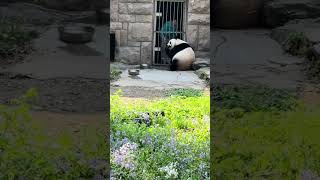 这是魔法盆呀 #一方水土养一方熊猫 #panda #萌宠 #来这吸熊猫 #zoo #北京动物园