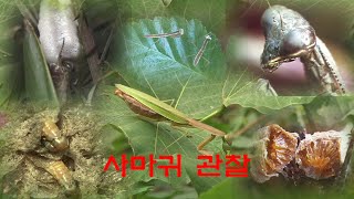 사마귀 알 집 짓는 과정 탈피하는 모습 관찰하기 Watch the process of building a mantis egg house and break away from it'