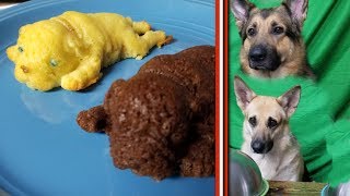 Dogs Try dog cake reaction - German Shepherds Try dog shaped cake from puppy mold