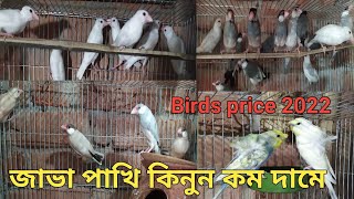 জাভা পাখি বিক্রি হবে কম দামে। Java Sparrow Sell |কম দামে জাভা পাখি কিনুন| javabirds |sobdo pets vlog