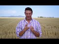 evergol prime seed treatment a powerful fungicide for wheat barley and oat crops 45 sec