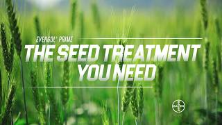 EverGol Prime Seed Treatment - A Powerful Fungicide for Wheat, Barley and Oat Crops - 45 sec