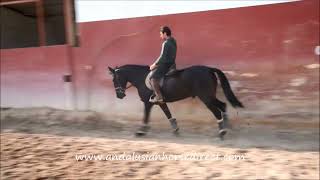 Piropo 20221018 www.andalusianhorsedirect.com