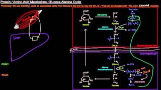 Protein / Amino Acid Metabolism (Part 7 of 8) - Glucose-Alanine Cycle