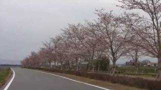 【 HD 】 桜並木　～　小野市　加古川堤防　2009/04/06　～