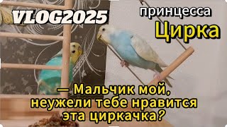 VLOG2025 /Принцесса Цирка/— Мальчик мой, неужели тебе нравится эта циркачка?