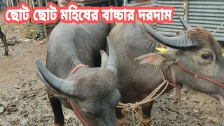 ছোট ছোট ইন্ডিয়ান মুররাহ জাতের মহিষের বাচ্চা দেখুন।। রাজশাহী সিটি হাট।। ২১/১১/২০২১ রবিবার......!!!!