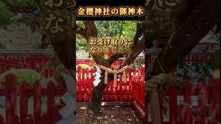 【10秒参拝】金櫻神社の御神木より金運上昇の波動を頂きました。お受け取りください#波動#金運