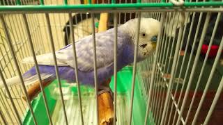 【お掃除系セキセイインコ】鳥かごを自らブラッシュアップ！（オス♂・成鳥１羽）－カゴの中の様子（２２１）