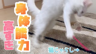 【チーター⁉︎】身体能力が高すぎるターキッシュアンゴラの動きがwww