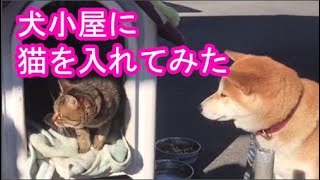 柴犬サブ【 犬小屋に猫を入れてみた】みやこ寿司　トラ猫ゆき　多賀の里　愛知　常滑　ランチ　子連れOK　多賀神社