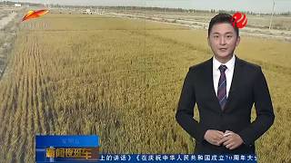 2019 10 25 新疆岳普湖縣_海水稻沙漠種植成功, 大米也有中國夢!! China XinJiang