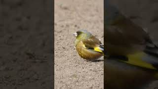 カワラヒワの集団Population of Chloris sinica(232)#野鳥#shorts