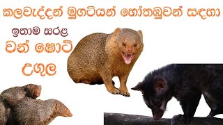 කලවැද්දන් හෝතඹුවන් මුගටියන් අල්ලන පහසු උගුල | Kalawadda Mugatiya Hothambuwa Pahasuwen Allamu