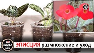 Эписция.  Размножение и уход . Episcia.