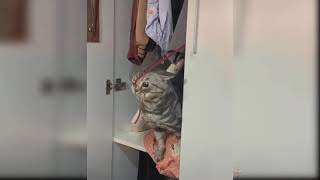 Baby Cats - Cute and Funny Cat Videos Compilation | 22  Happy Pets