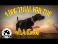 Old West Shoot Out- A Dog Trial For Wild Bird Hunters