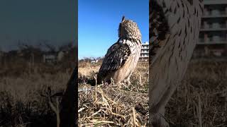 今年初散歩🦉　風がおさまってポカポカ🦉