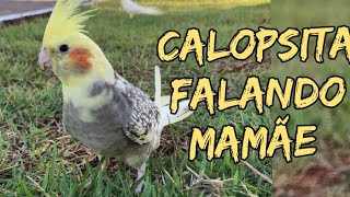 Calopsita falando mamãe | é a mamãe | #shorts #cockatiel