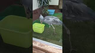 ハシビロコウ　Shoebill　フドウ君8