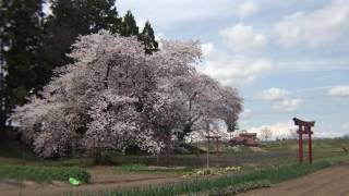 ４Ｋ 2017年桜　沢田稲荷の桜 福島県会津美里町　４月22日撮影 　C0103