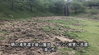 やまぬイノシシ被害、鞆の浦見渡す後山園地　若者の対策妨害も（福山市）