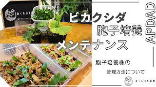 ビカクシダ胞子培養のメンテナンスと管理方法について