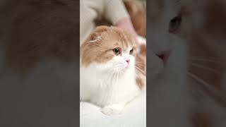 Cute cat #cutecat #catvideos #catshorts #cats #shorts
