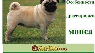 Мопс - особенности обучения Дрессировки (как щенка так и взрослой собаки)