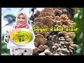 Menu sayur kulat sisir atau cendawa kukur buat gini sedap