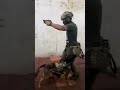 tactical dogs. tactical k9. belgium malinois tactical shooter training. attack dogs. protection k9