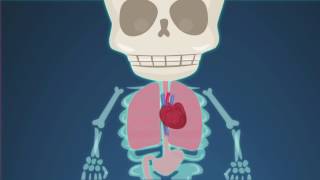 BBC Learning - Parts of the Human Body