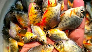 Fish hatchery | All India suppliers | All Type of fish Hatchery | call - 9007260511
