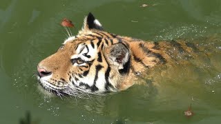 アムールトラ　サーシャちゃん　水辺から離れられないようです　【浜松市動物園】Amur tiger Sasha-chan Hamamatsu Zoo