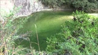 Aichi Citizen's Forest, Around Fudo Waterfall 1  愛知県民の森　不動の滝周辺