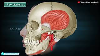 Maxillary Artery Anatomy (Animation) : Dr G Bhanu Prakash