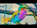 African Wildlife in 8K - Discover Botswana Wild Nature + Animals Sounds
