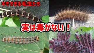 身近にいるめっちゃ毒ありそうだけど実は毒がない毛虫たち