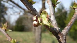 Vogel-Kirsche (Prunus avium duracina) – Schneiders Späte Knorpel Kirsche Lumix DC-FZ 82 Superzoom