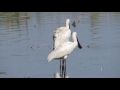 common spoonbill platalea leucorodia Χουλιαρομύτα Κουταλάς cyprus