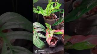 Pink Plant Obsession 🪴💖| syngonium red spot tricolor