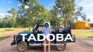 TADOBA ANDHARU TIGER RESERVE | MAHARASHTRA | TADOBA NATIONAL PARK