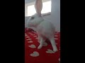 rabbit fun corner 🐇shut up and sit down 👇😂 rabbit playing football ⚽ rabbit cute video 🐰