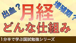 1分半で学ぶ国試勉強「月経の仕組み」増殖期や出血の機序をわかりやすく解説！