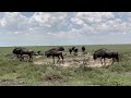 pakeliui pas gyvūnėlius į etosha nacionalinės parkas 🇳🇦🌳🦒🐘