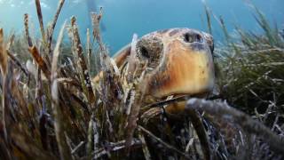 Unterwasser Verhalten von den Caretta-Caretta Meeresschildkröten