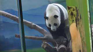 20140518 圓仔挑釁被修理 圓圓難得發脾氣 Giant Panda Yuan Yuan \u0026 Yuan Zai