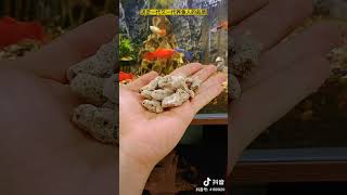 珊瑚骨，coral aquarium aquarium tank 11